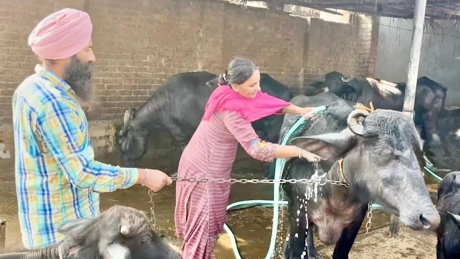 Integrated Smallholder Livestock Breeding Generates Debt-Free ₹1 Crore Farm Asset Base in Punjab