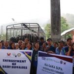 Livelihood Diversification: Ilocos Norte Farmers Turn to Dairy Buffaloes to Boost Rural Incomes Livelihood Diversification Ilocos Norte Farmers Turn to Dairy Buffaloes to Boost Rural Incomes