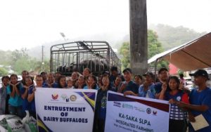 Livelihood Diversification Ilocos Norte Farmers Turn to Dairy Buffaloes to Boost Rural Incomes