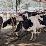 Regulatory Failure on the Floodplains NGT Pulls Up Delhi Authorities Over Persistent Illegal Dairies