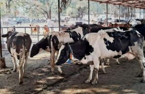 Regulatory Failure on the Floodplains NGT Pulls Up Delhi Authorities Over Persistent Illegal Dairies