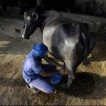 Relief for Punjab Dairy Farmers CM Mann Approves 40 kg Fat Hike in Milk Procurement Rates