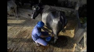 Relief for Punjab Dairy Farmers CM Mann Approves 40 kg Fat Hike in Milk Procurement Rates