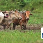 Small Dairies Unleash Big Profits for India's Milk King! Small Dairies Unleash Big Profits for India's Milk King