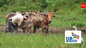 Small Dairies Unleash Big Profits for India's Milk King