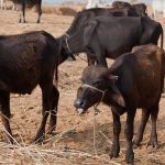 Structural Vulnerability How Fodder Deficits Drive India's Heatwave-Induced Dairy Inflation