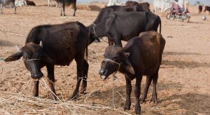 Structural Vulnerability How Fodder Deficits Drive India's Heatwave-Induced Dairy Inflation