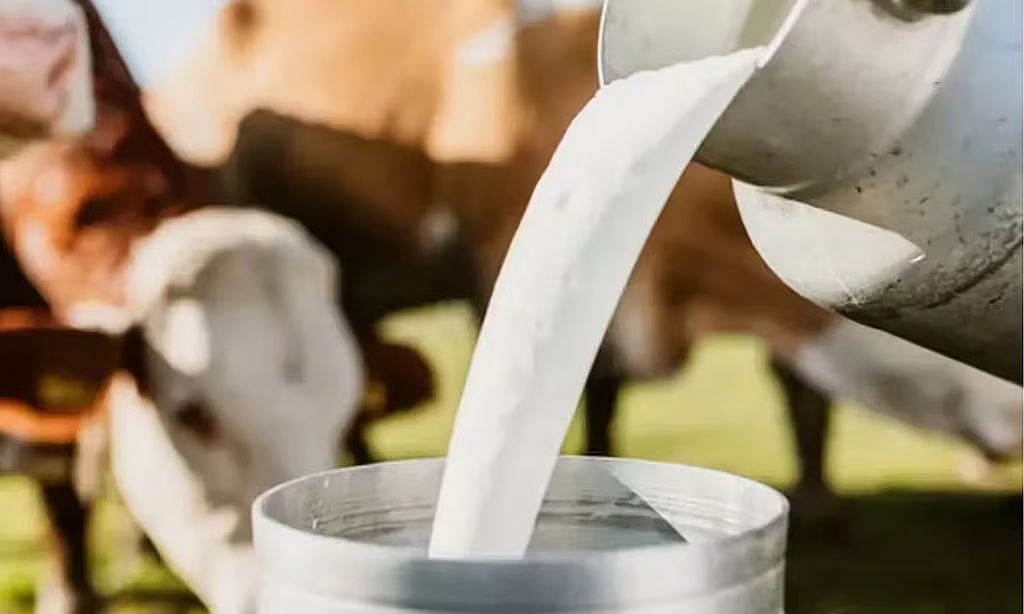Tamil Nadu Facing Severe Milk Shortage as Prices Soar