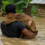 Assam's Silent Crisis: Severe Floods Wash Away Dairy Cattle and Destroy Smallholder Livelihoods Assam's Silent Crisis Severe Floods Wash Away Dairy Cattle and Destroy Smallholder Livelihoods
