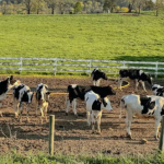 Japan’s Dairy Sector Launches Emissions Project With New Farm Tool