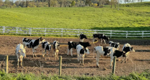 Japan’s Dairy Sector Launches Emissions Project With New Farm Tool