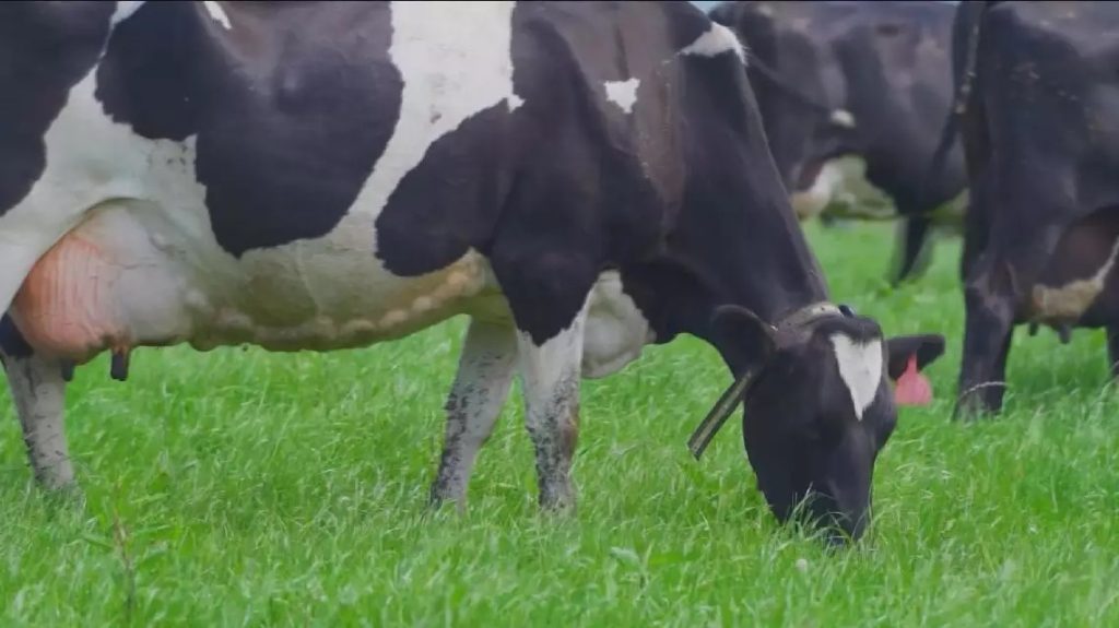 Global Designation North China's Hohhot Named World Dairy Capital at International Conference