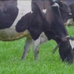 Global Designation North China's Hohhot Named World Dairy Capital at International Conference