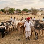 Government Highlights Dairy Infrastructure, Breed Improvement, and Disease Preparedness Achievements