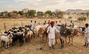 Government Highlights Dairy Infrastructure, Breed Improvement, and Disease Preparedness Achievements