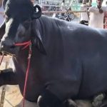 India’s Buffalo Meat Exports Cross $5B Milestone, Bolstering Farm Viability in the Dairy Sector India’s Buffalo Meat Exports Cross $5B Milestone, Bolstering Farm Viability in the Dairy Sector