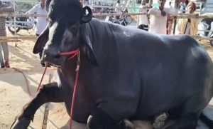 India’s Buffalo Meat Exports Cross $5B Milestone, Bolstering Farm Viability in the Dairy Sector