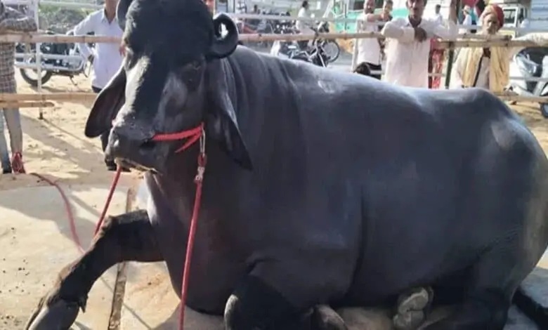 India’s Buffalo Meat Exports Cross $5B Milestone, Bolstering Farm Viability in the Dairy Sector