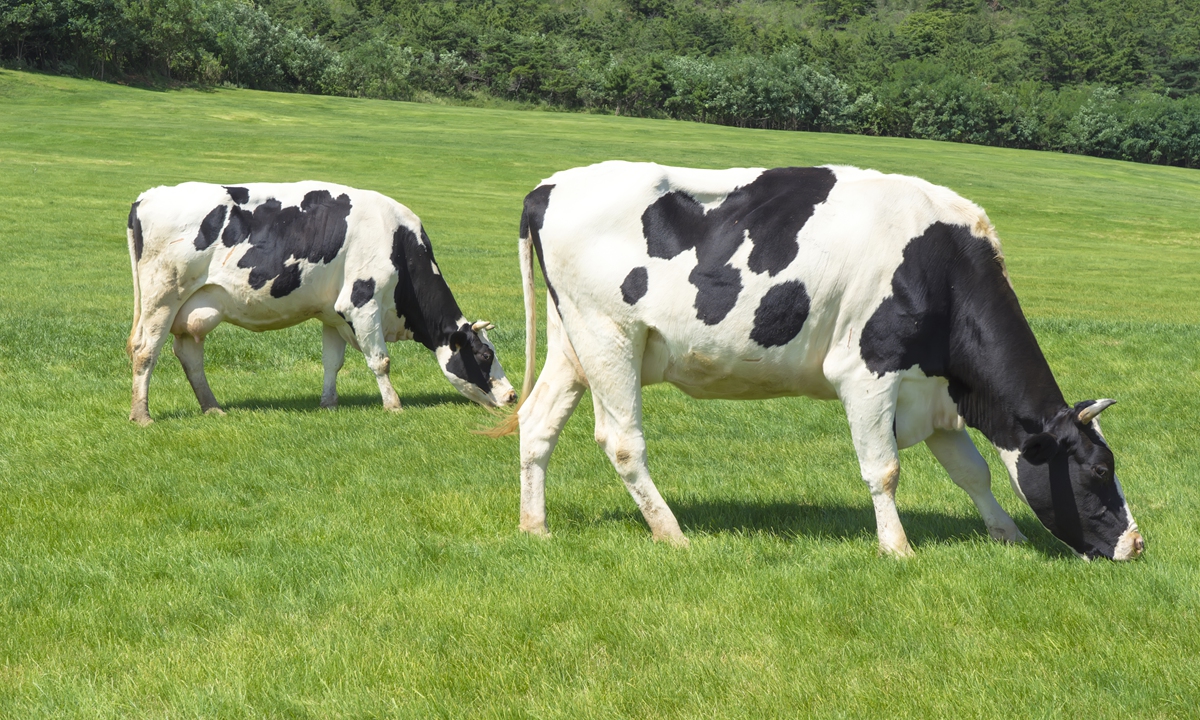Inner Mongolia Launches Homegrown ‘Breeding No. 2’ Gene Chip to Accelerate High-Yield Dairy Cattle Breeding