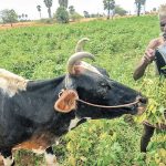 Subdued Feed Mill Capacity Elevates Milk Production Costs Subdued Feed Mill Capacity Elevates Milk Production Costs