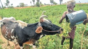 Subdued Feed Mill Capacity Elevates Milk Production Costs