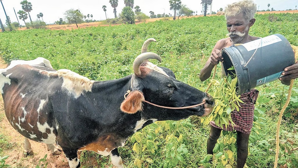 Subdued Feed Mill Capacity Elevates Milk Production Costs