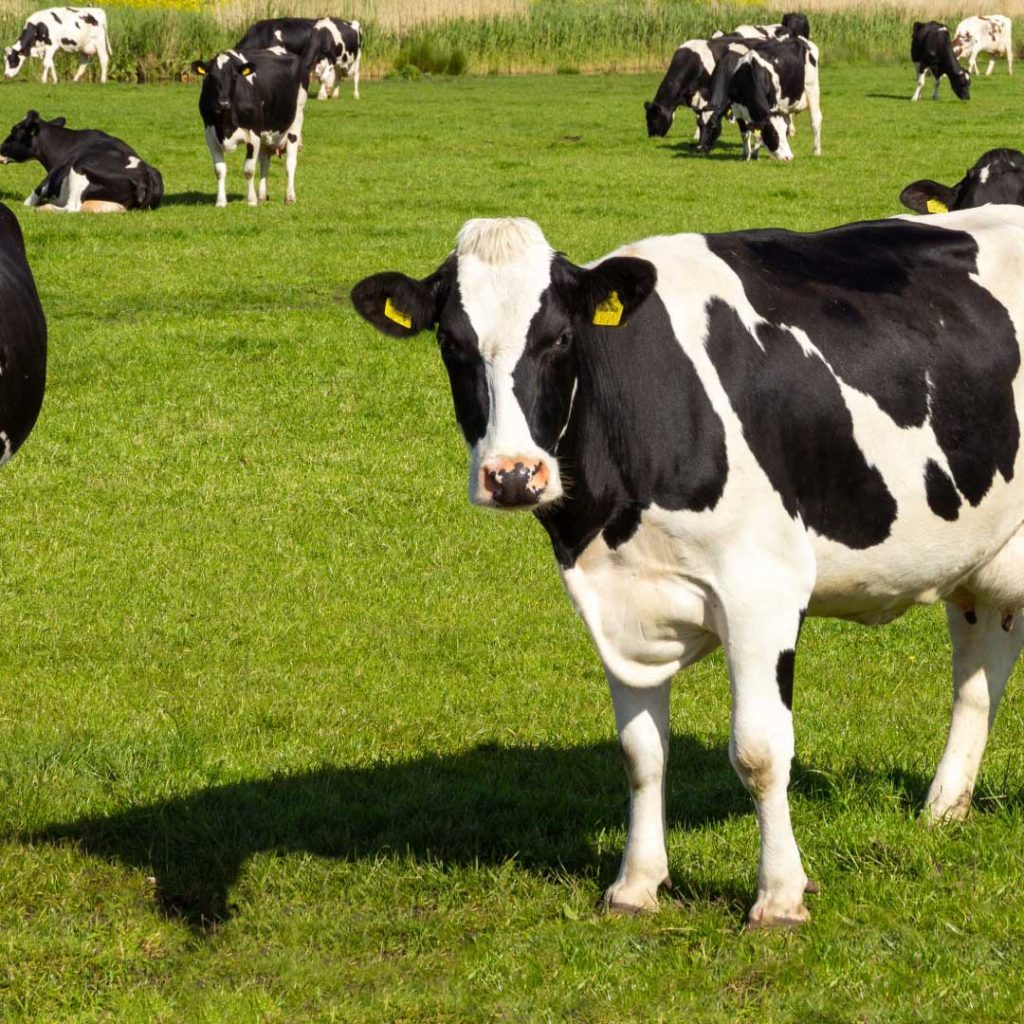 Regulatory Reform: Multi-State Investigation Reveals Systemic Animal Welfare and Public Health Concerns Across Indian Dairy Units