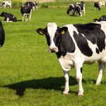 Regulatory Reform: Multi-State Investigation Reveals Systemic Animal Welfare and Public Health Concerns Across Indian Dairy Units