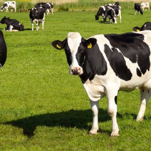 Regulatory Reform: Multi-State Investigation Reveals Systemic Animal Welfare and Public Health Concerns Across Indian Dairy Units