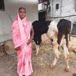 Solar Milk Chillers Are Transforming Rural Dairy in India Solar Milk Chillers Are Transforming Rural Dairy in India