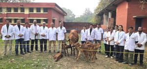 ICAR-IVRI Achieves Milestone in Indigenous Sahiwal Cattle Breeding