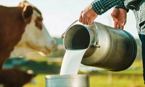 Karnataka Milk Unions Demand ₹8 Price Hike and Incentive Boost, Issue Three-Day Deadline