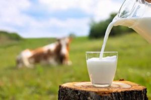 Karnataka Milk Unions Seek ₹8–10 Litre Hike in Nandini Procurement and Retail Prices