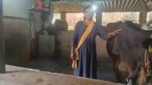 Karnataka Woman Turns Gruhalakshmi Aid into Thriving Puttur Dairy Enterprise