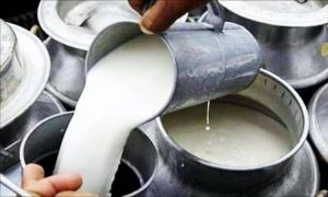 Milk Prices Set for Another Increase as Dairy Production and Feed Costs Climb in India