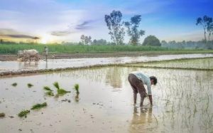 Tamil Nadu Lifts Farmgate Milk Procurement Prices
