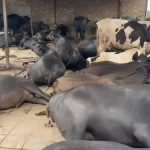 Taslimben Zaveri’s Buffalo Dairy Enterprise: How a Banaskantha Producer Milked ₹1.93 Crore Taslimben Zaveri’s Buffalo Dairy Enterprise How a Banaskantha Producer Milked ₹1.93 Crore