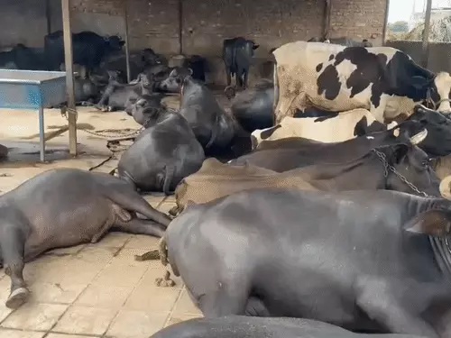 Taslimben Zaveri’s Buffalo Dairy Enterprise How a Banaskantha Producer Milked ₹1.93 Crore