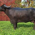 Australian live buffalo exports from Darwin to Indonesia remain strong