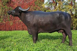 Australian live buffalo exports from Darwin to Indonesia remain strong