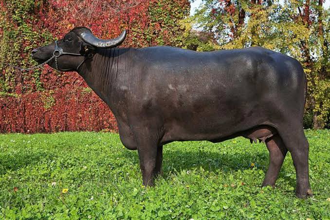 Australian live buffalo exports from Darwin to Indonesia remain strong