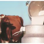 Bhiwandi milk prices reach 100 rupees as fodder costs soar