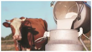 Bhiwandi milk prices reach 100 rupees as fodder costs soar