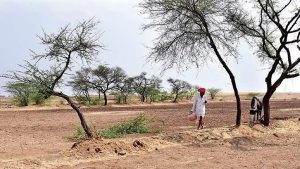 Drought animal nutrition solutions emerge across Karnataka