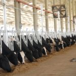 Gujarat opens ₹325-crore cattle breeding centre to produce 25,000 bovine embryos annually Gujarat opens ₹325-crore cattle breeding centre to produce 25,000 bovine embryos annually
