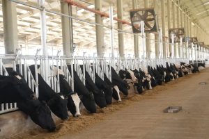 Gujarat opens ₹325-crore cattle breeding centre to produce 25,000 bovine embryos annually