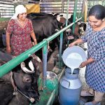Kerala producer champions dairy value addition and direct sales Kerala producer champions dairy value addition and direct sales