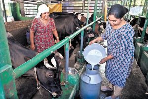 Kerala producer champions dairy value addition and direct sales