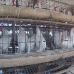Sentient report reveals major Indian dairy oversight gaps Sentient report reveals major Indian dairy oversight gaps