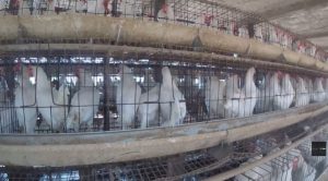 Sentient report reveals major Indian dairy oversight gaps